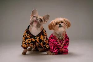Foto de dos perros posando con sus trajes