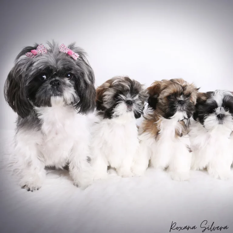 Sesión fotográfica