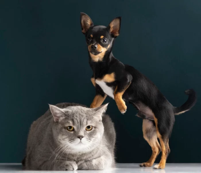 Fotografía de mascotas en nuestro estudio fotográfico