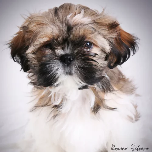 Sesión de fotos para mascotas - Roxana Silvera